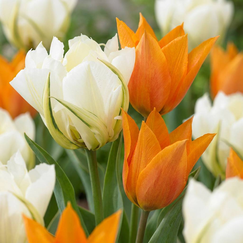 La Green Touch - Tulipe Sunbath jaune et blanc - 15 bulbes - calibre 11/12 - Image 1