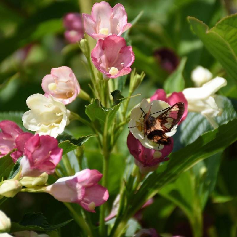 Weigela Marjorie, Weigelia à fleurs Rose - feuillage Caduc - Pot de 7,5L - 60/80 cm-  hauteur à maturité De 1,00 m à 1,50 m - Image 1