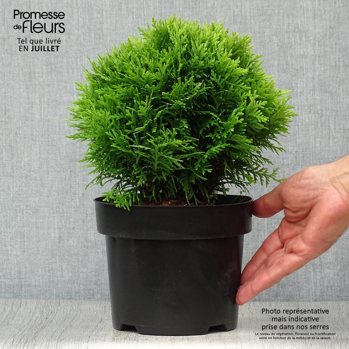 Promesse de Fleurs - Thuya du Canada - Thuja occidentalis Danica Pot de 2L/3L - Image 2