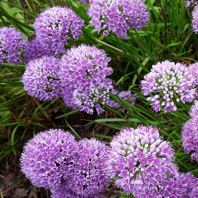 Ail d'ornement - Allium Little Sapphire Godet de 8/9 cm