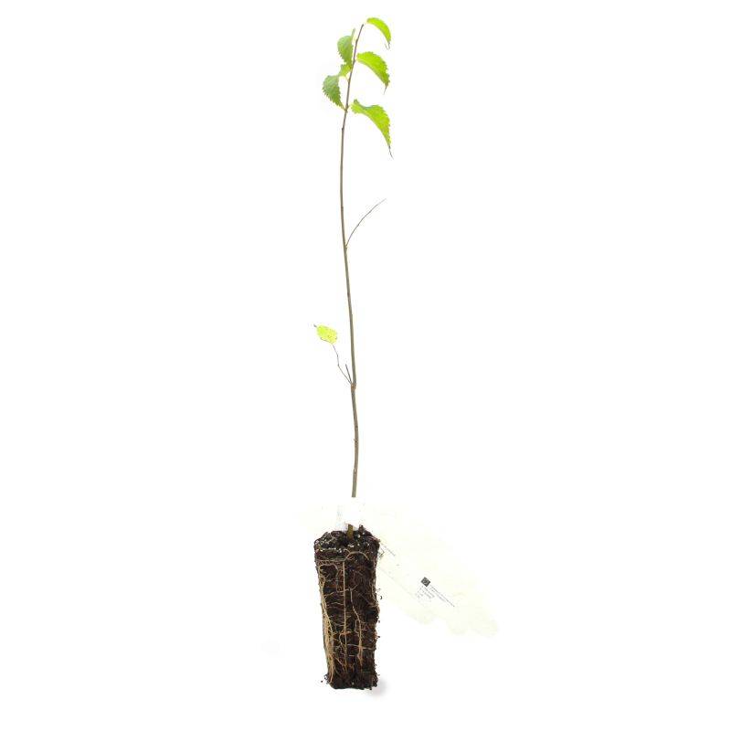 Micocoulier de Provence (Celtis australis) - Godet - Taille 20/40cm - Pépinières Naudet - Image 3