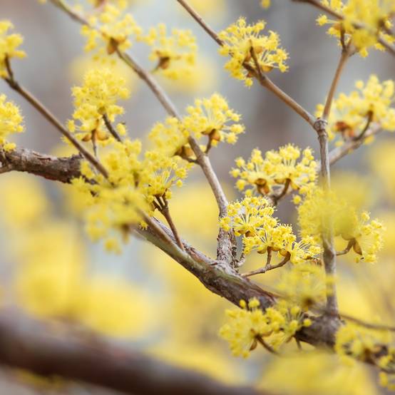 Promesse de Fleurs - Cornus officinalis - Cornouiller officinal Pot de 4L/5L - Image 1