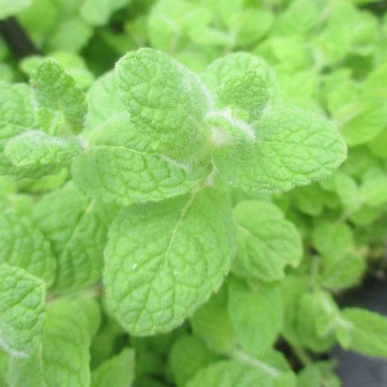 Menthe suave BIO - Mentha suaveolens Godet de 8/9 cm