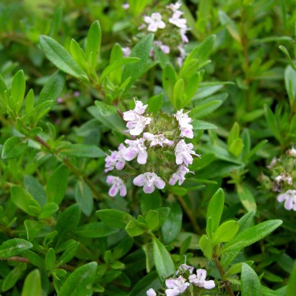 Sarriette vivace - Satureja montana Godet de 7/8 cm