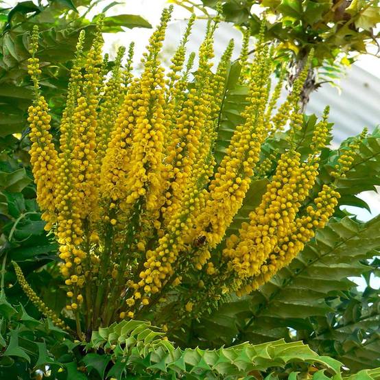 Promesse de Fleurs - Mahonia bealei Pot de 7,5L/10L - Image 1