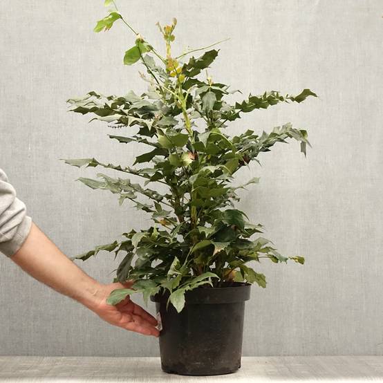 Promesse de Fleurs - Mahonia bealei Pot de 7,5L/10L - Image 2