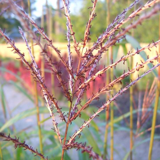 Miscanthus sinensis Rotsilber - Roseau de Chine Godet de 8/9 cm