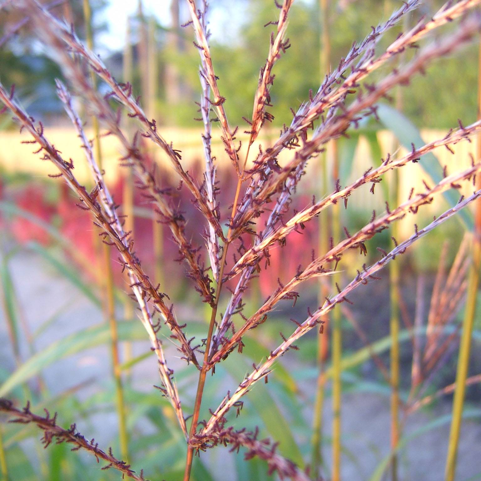 Miscanthus sinensis Rotsilber - Roseau de Chine Godet de 8/9 cm
