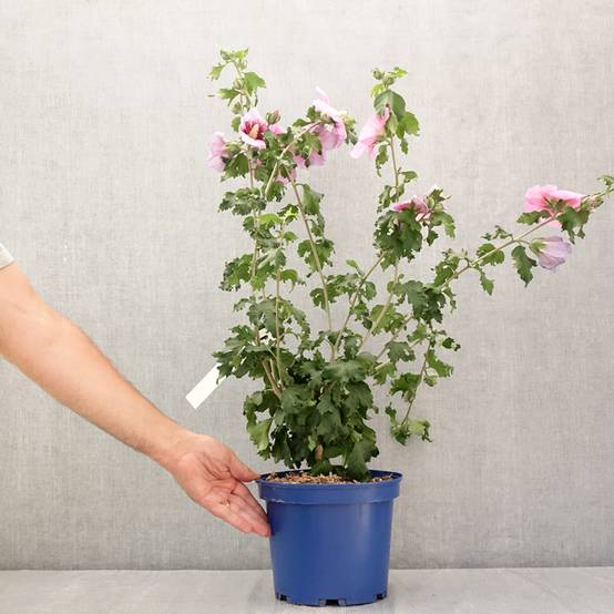 Promesse de Fleurs - Hibiscus syriacus Hibisa Cocktail - Althéa Pot de 3L/4L - Image 2