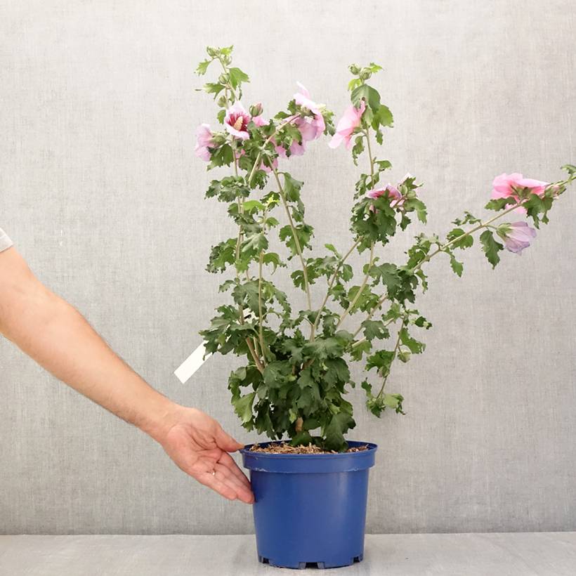 Promesse de Fleurs - Hibiscus syriacus Hibisa Cocktail - Althéa Pot de 3L/4L - Image 2