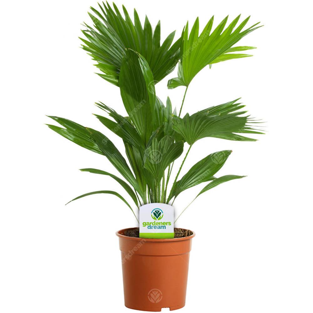 Gardenersdream - Livistona – 1 Plante – Maison / Bureau Palmier Éventail En Pot - GardenersDream - Image 1