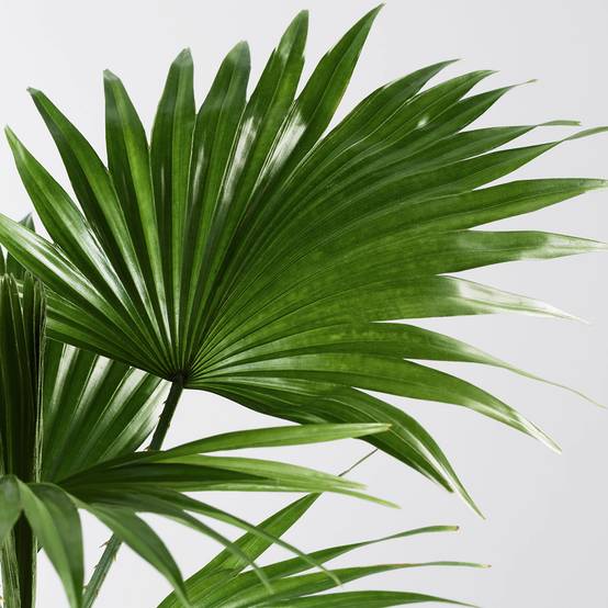 Gardenersdream - Livistona – 1 Plante – Maison / Bureau Palmier Éventail En Pot - GardenersDream - Image 2