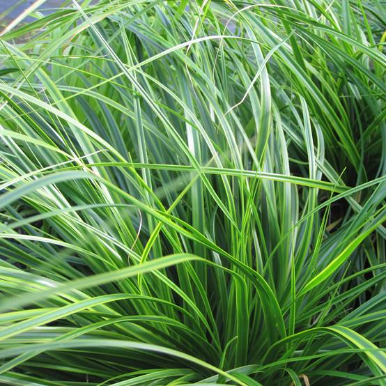 Promesse de Fleurs - Carex oshimensis Everlime - Laîche d'Oshima Godet de 8/9 cm
