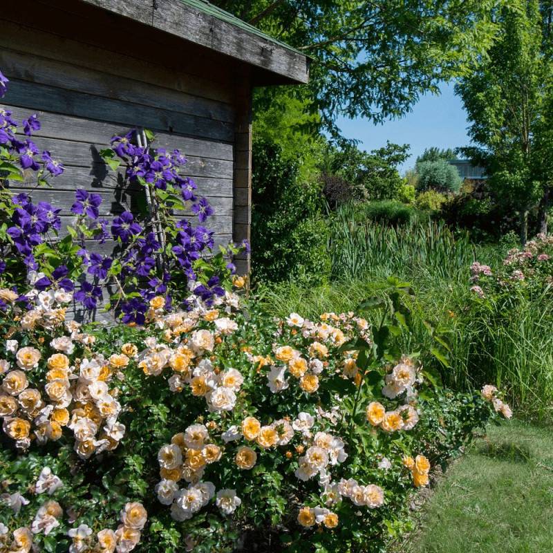 Rosier paysager Decorosier® Calizia® 'noa 97200 a' à fleurs Orange/ - feuillage Caduc - Pot de 2L - 40/60 cm
