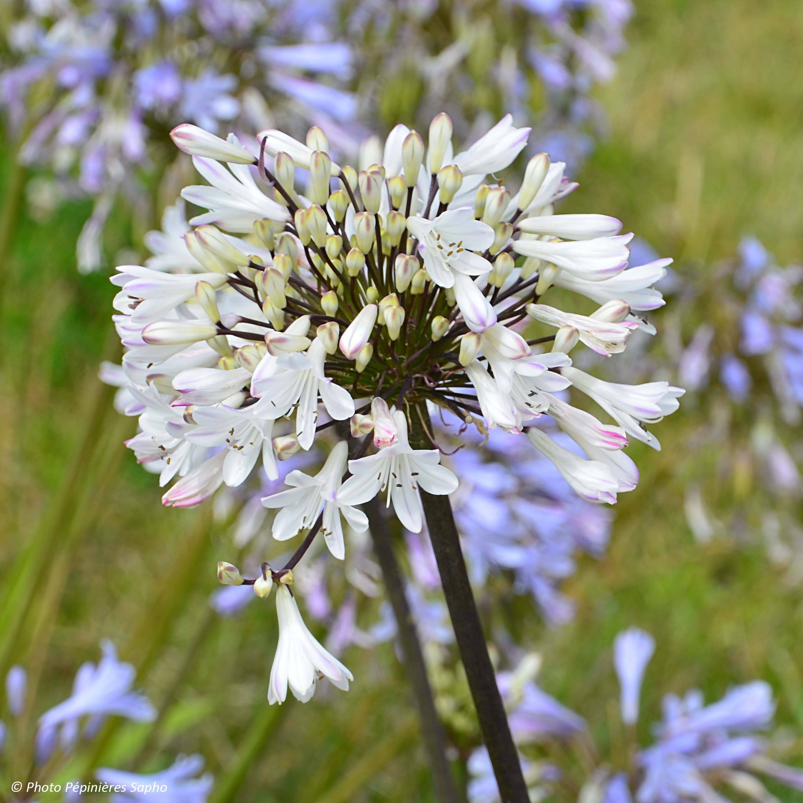 Promesse de Fleurs - Agapanthe Graphite White Pot de 2L/3L