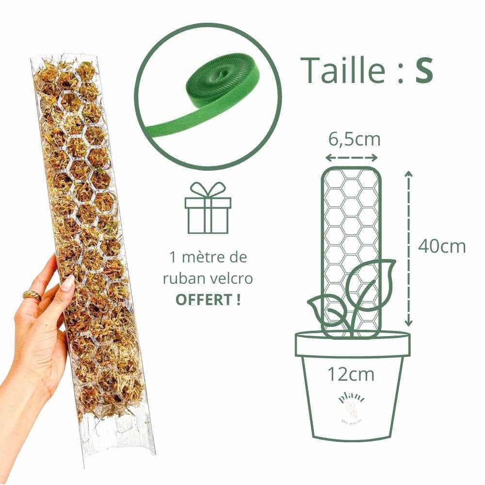 Tuteur pour plantes grimpantes transparent - Pack x3 + velcro offert - Taille L (Monstera, Pothos) - Image 10