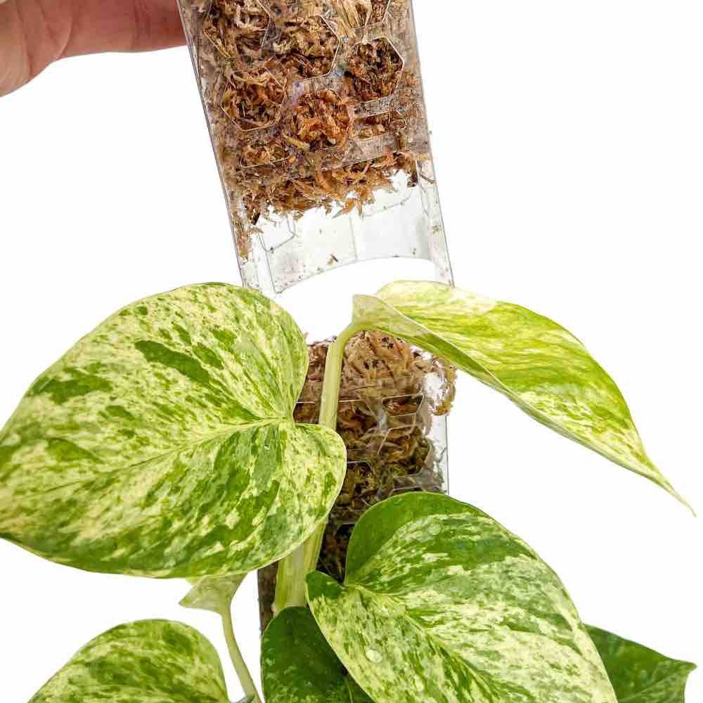 Tuteur pour plantes grimpantes transparent - Pack x3 + velcro offert - Taille L (Monstera, Pothos) - Image 5