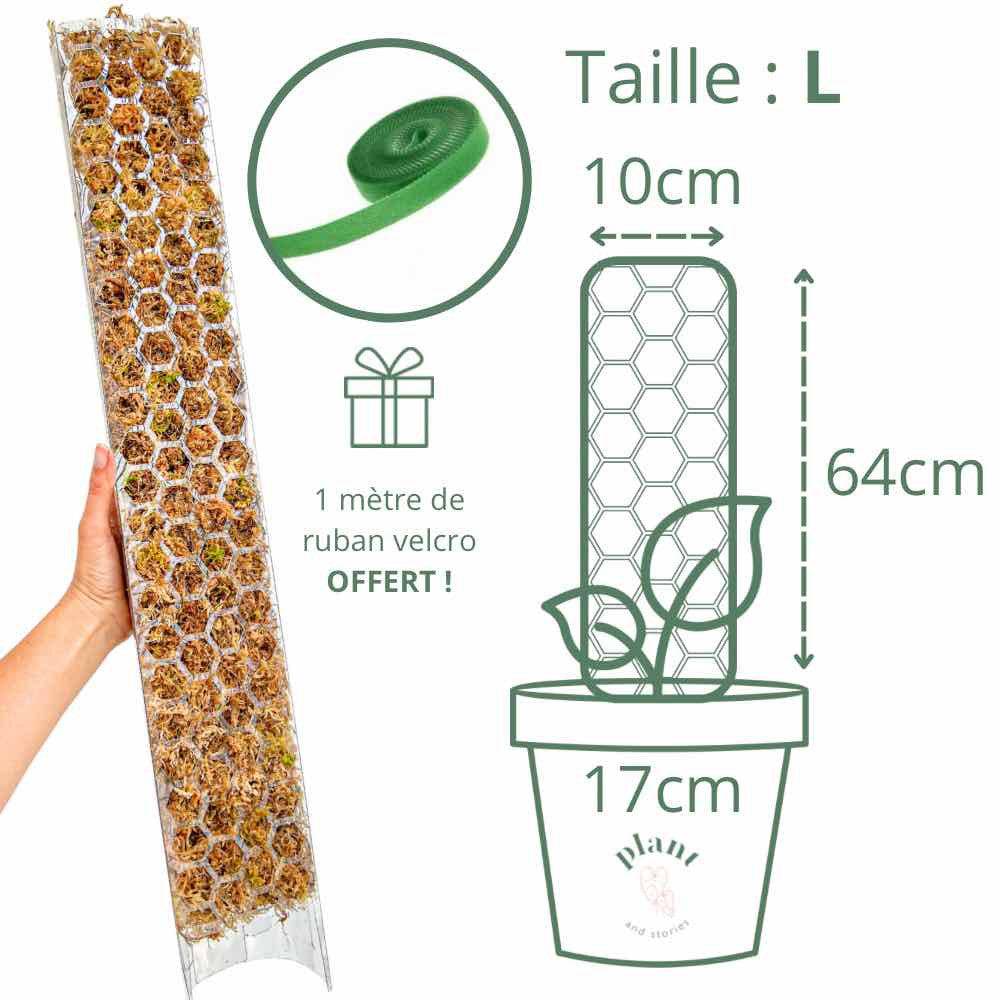 Tuteur pour plantes grimpantes transparent - Pack x3 + velcro offert - Taille L (Monstera, Pothos) - Image 1
