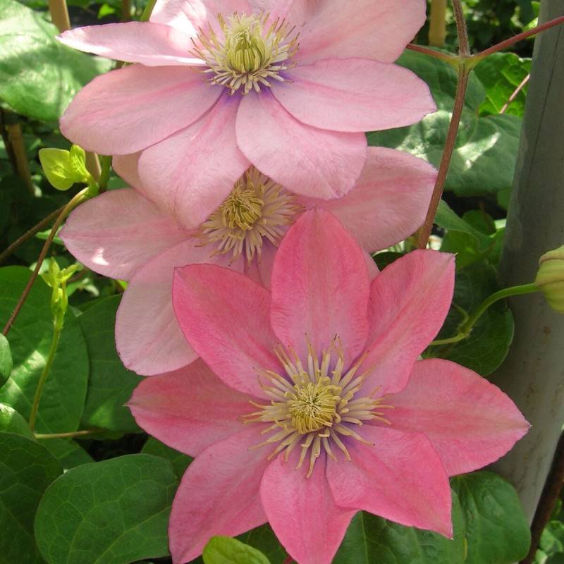Clématite Petite Sirène à fleurs Rose - feuillage Caduc - Pot de 1,5L - Tuteur bambou 30/60 cm-  hauteur à maturité De 2,00 m à 2,50 m - Image 1