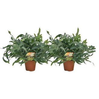 Phlebodium Bleu Star - H60cm
