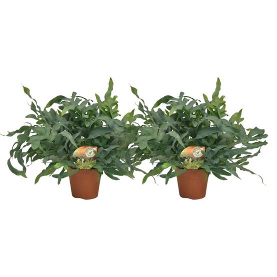 Phlebodium Bleu Star - H60cm