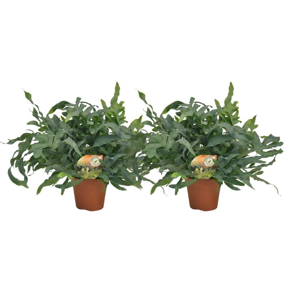 Phlebodium Bleu Star - H60cm