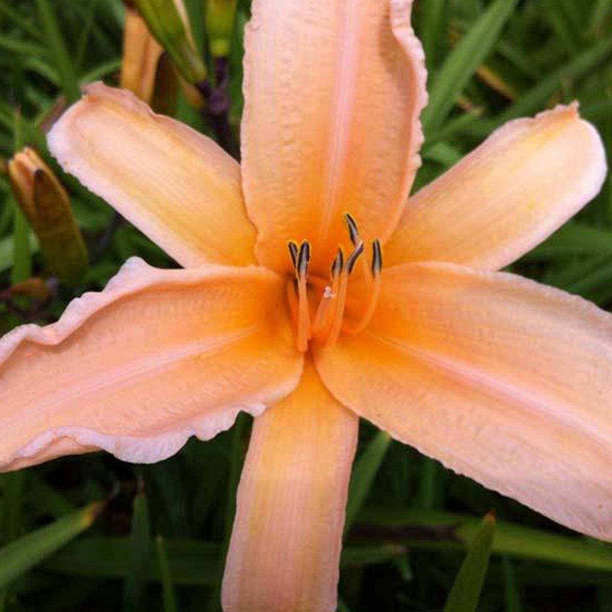 Promesse de Fleurs - Hémérocalle George Cunningham - Lis d'un jour orange saumon Godet de 8/9 cm
