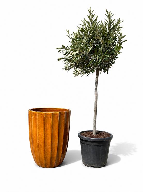 Lot olivier + pot HUGO 44x59cm miel - Image 1