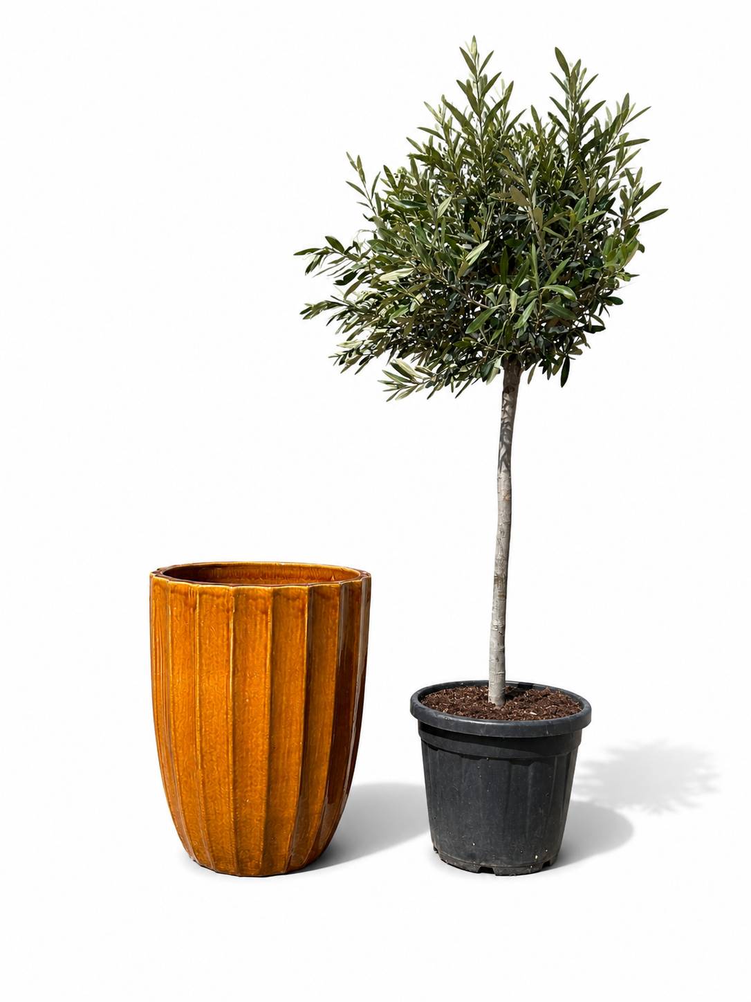 Lot olivier + pot HUGO 44x59cm miel - Image 1