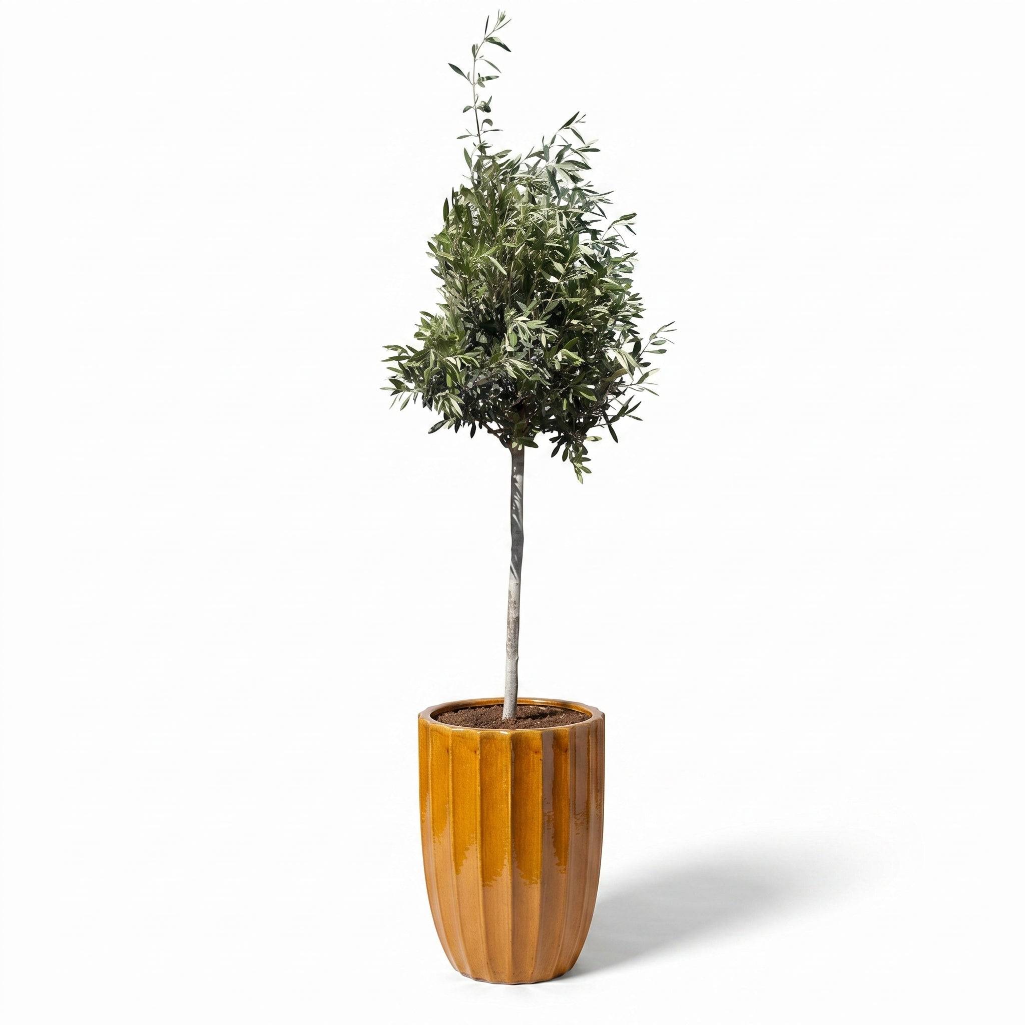 Lot olivier + pot HUGO 44x59cm miel - Image 2