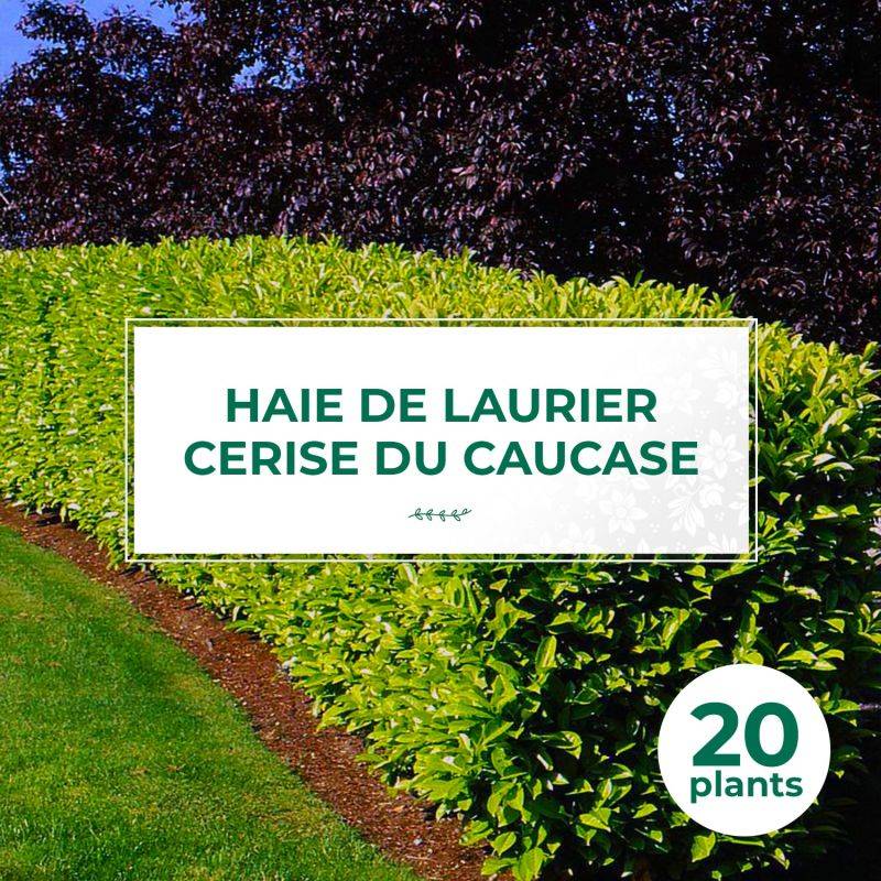 20 Lauriers Cerise du Caucase (Prunus Laurocerasus Caucasica) - Haie de Laurier Cerise du Caucase -  - Pépinières Naudet - Image 1