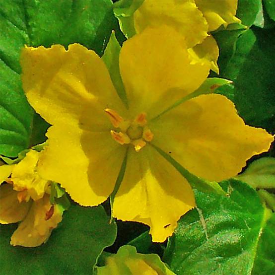 Promesse de Fleurs - Lysimachia nummularia - Herbe aux écus Godet de 8/9 cm