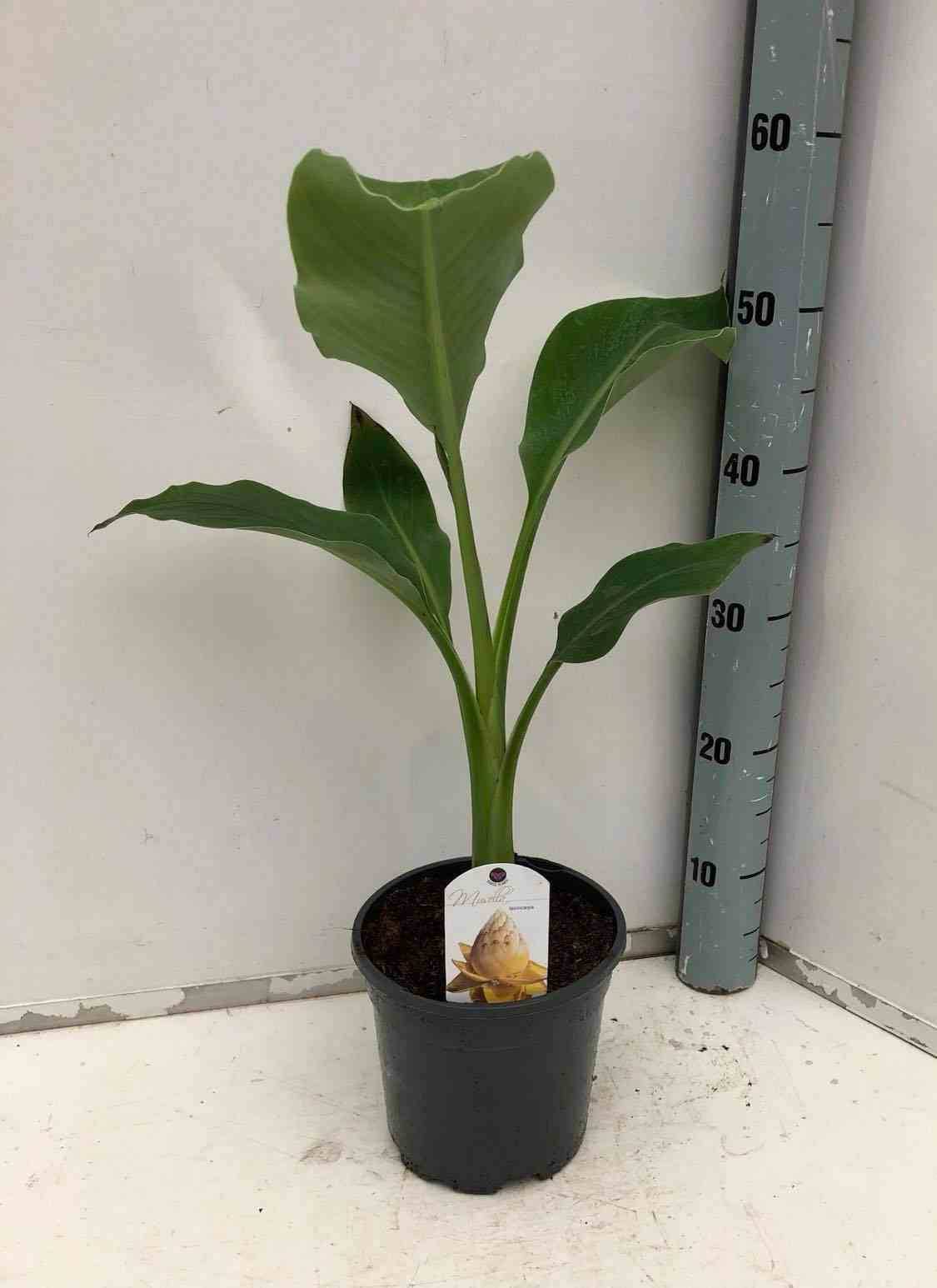 0 - Musella lasiocarpa (bananier Lotus d'or) Pot de 14 litres - 100/120 cm - Image 3