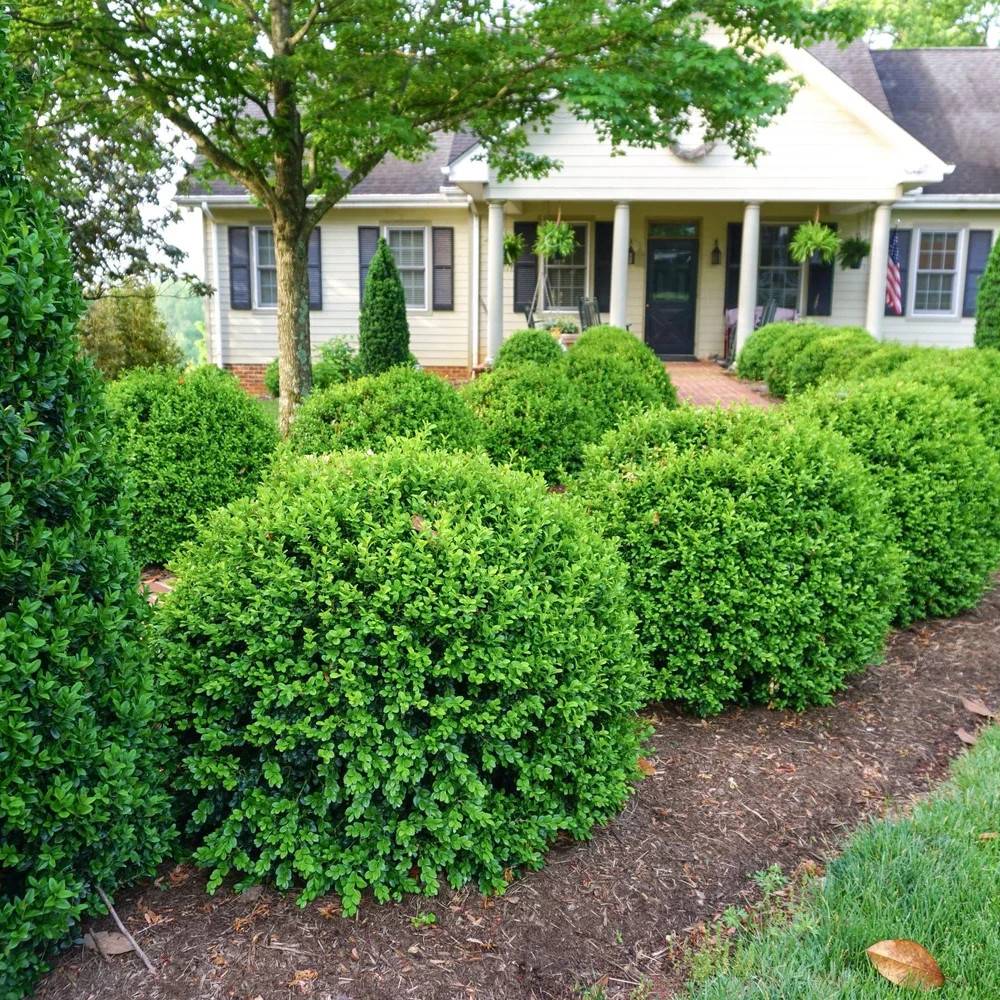 Buis NewGen Independence® 'SB 108', Buxus - Pot de 4L - 20/40 cm