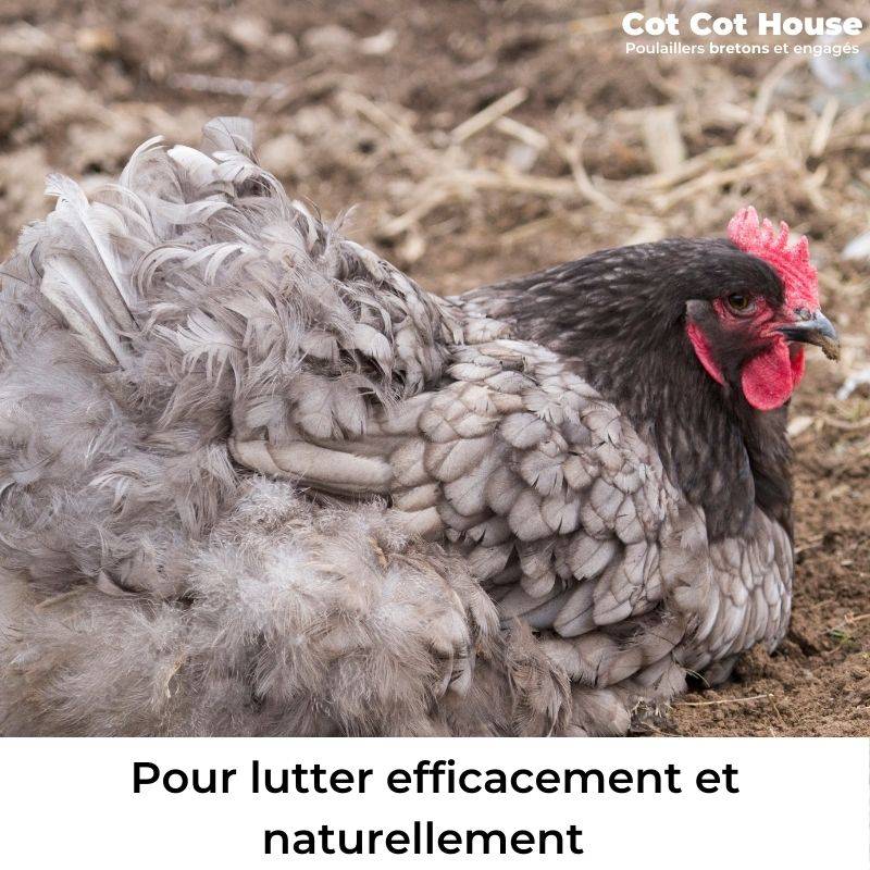 Bain de poussière anti parasites - Cot Cot House - Image 2
