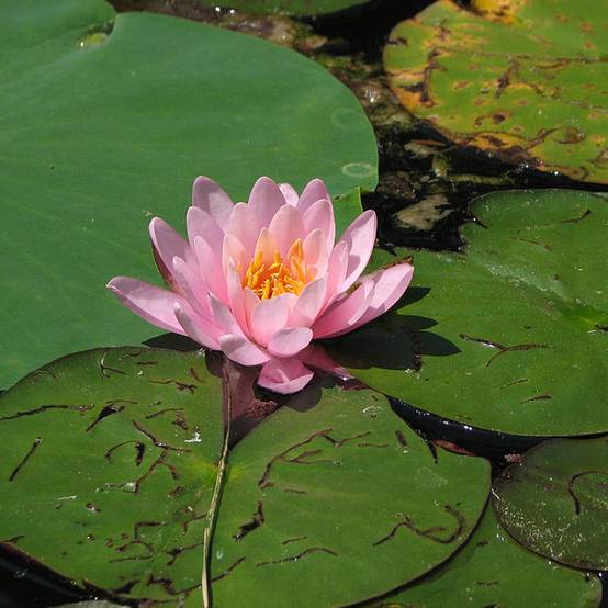 Nymphaea Fabiola - Nénuphar rose Godet de 8/9 cm
