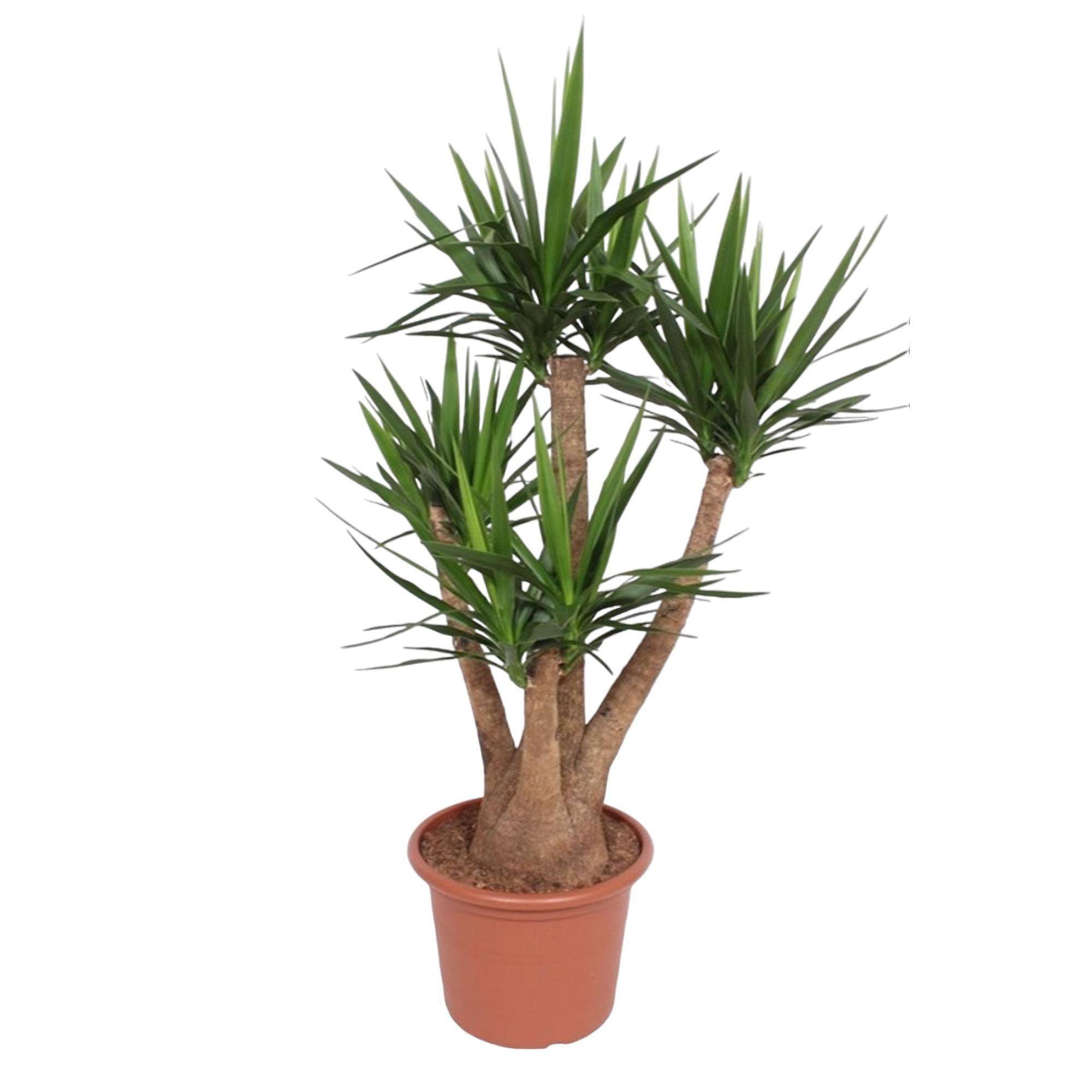 Yucca Elephantipes Ramifié - D45 H170cm