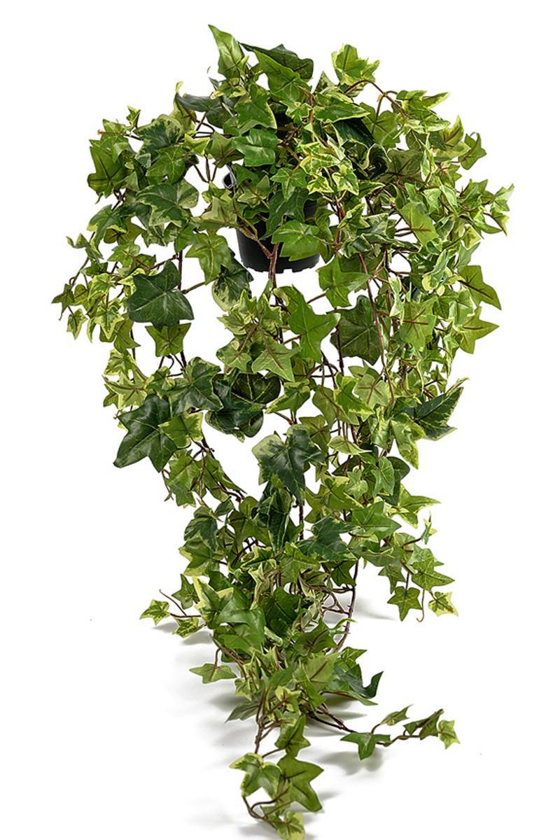 Lierre retombant artificiel panaché en pot, L 85 cm, D 32 cm - Image 2