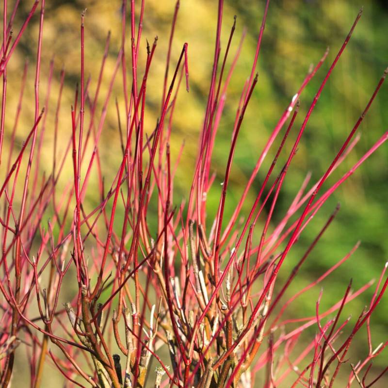Cornouiller soyeux Kelsey, Cornus à fleurs Blanche - feuillage Caduc - Pot de 4L - 20/40 cm-  hauteur à maturité De 1,50 m à 2,00 m - Image 1