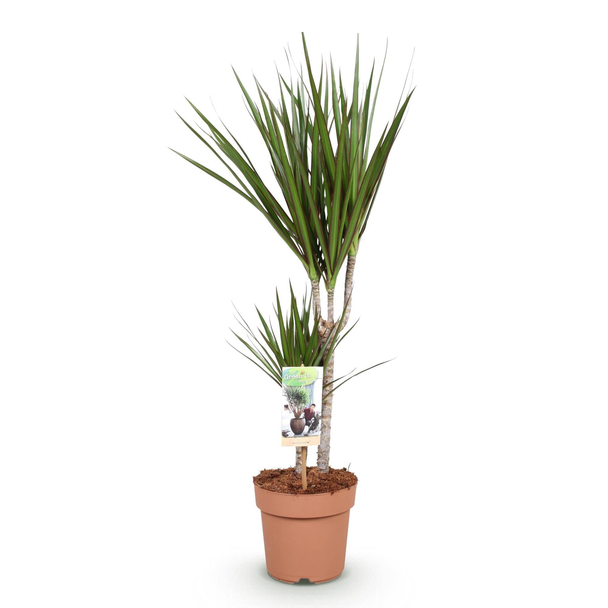 Dracaena Marginata - D17 H80cm - Image 3