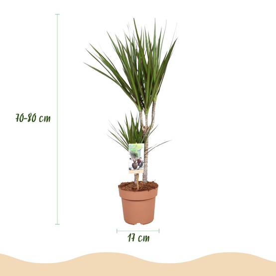 Dracaena Marginata - D17 H80cm - Image 4