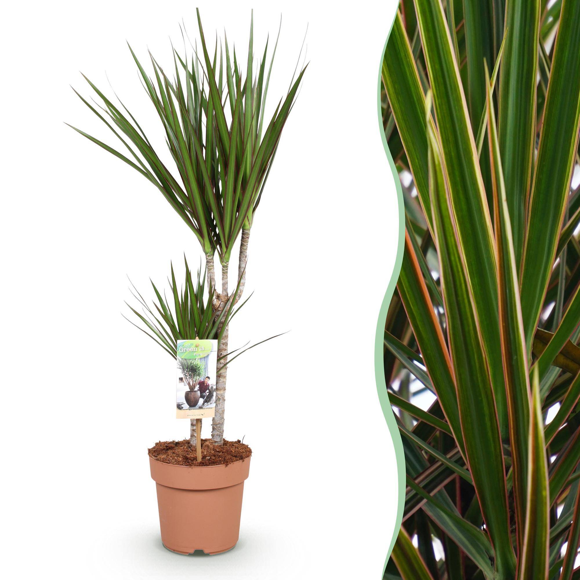 Dracaena Marginata - D17 H80cm - Image 2