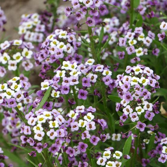 Graines d'Alysse odorant Royal Carpet - Lobularia maritima Sachet de 0.5g