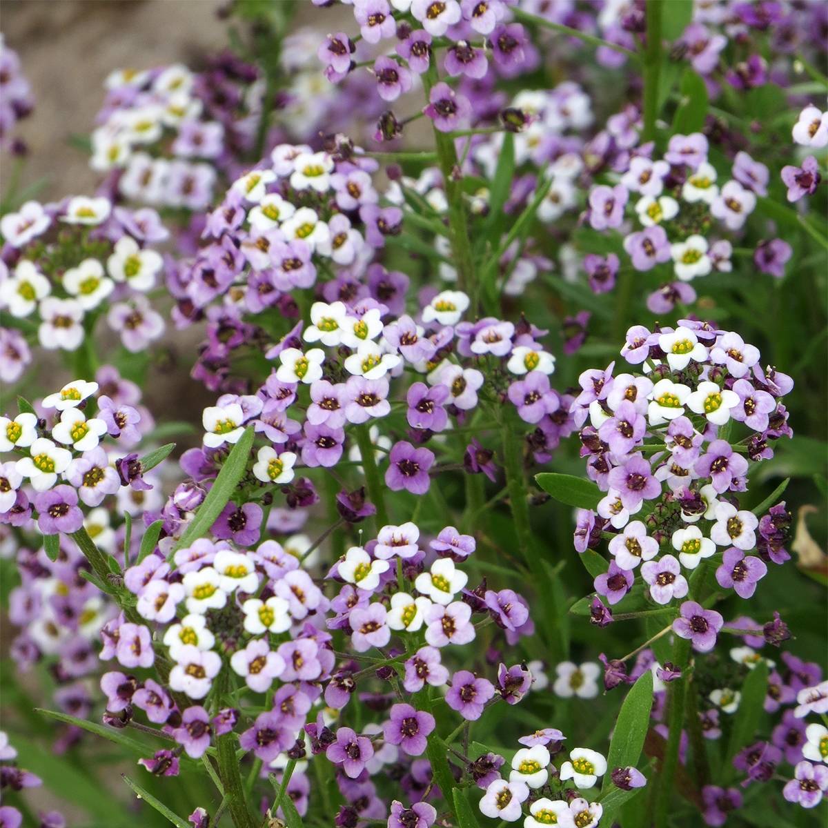 Graines d'Alysse odorant Royal Carpet - Lobularia maritima Sachet de 0.5g