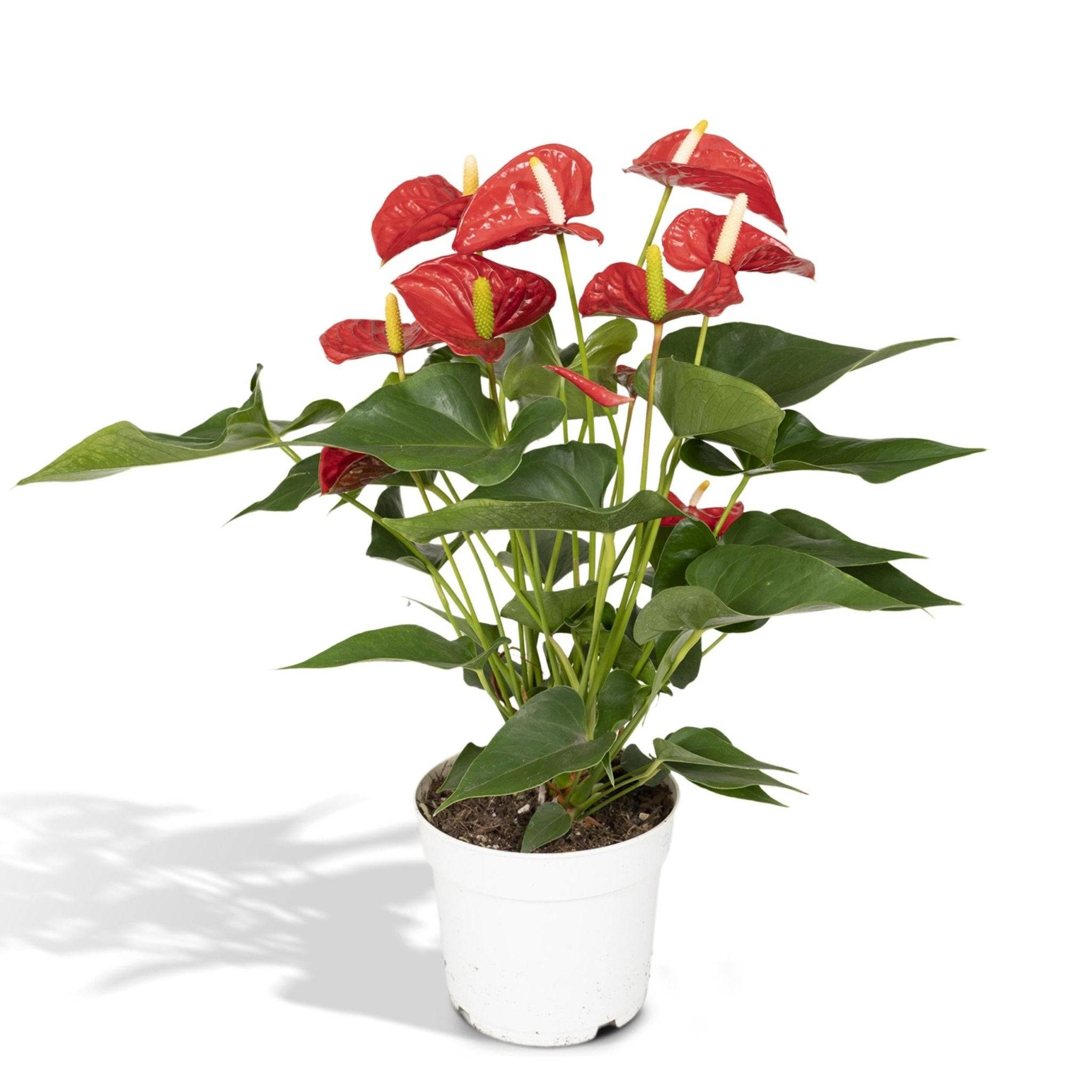 Anthurium Rouge  h55cm 55cm - Plante d'intérieur- La Green Touch - Image 6