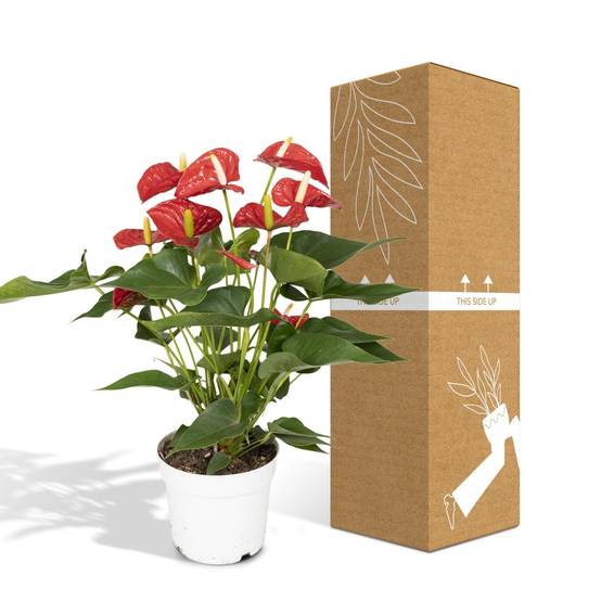 Anthurium Rouge h55cm 55cm - Plante d'intérieur- La Green Touch - Image 7