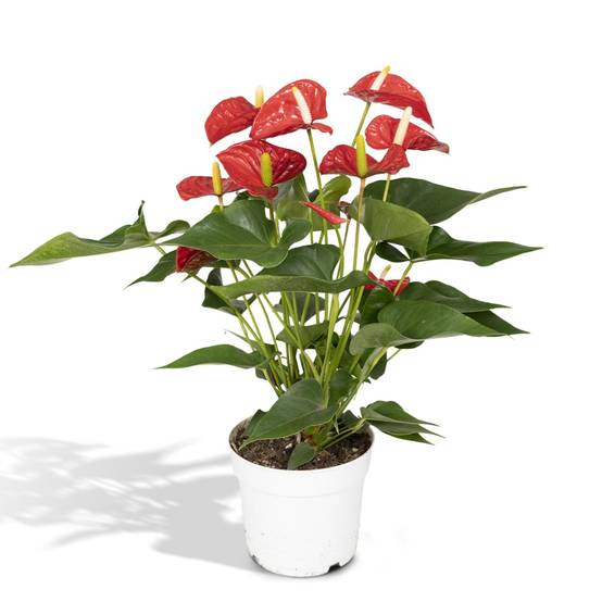 Anthurium Rouge h55cm 55cm - Plante d'intérieur- La Green Touch - Image 1
