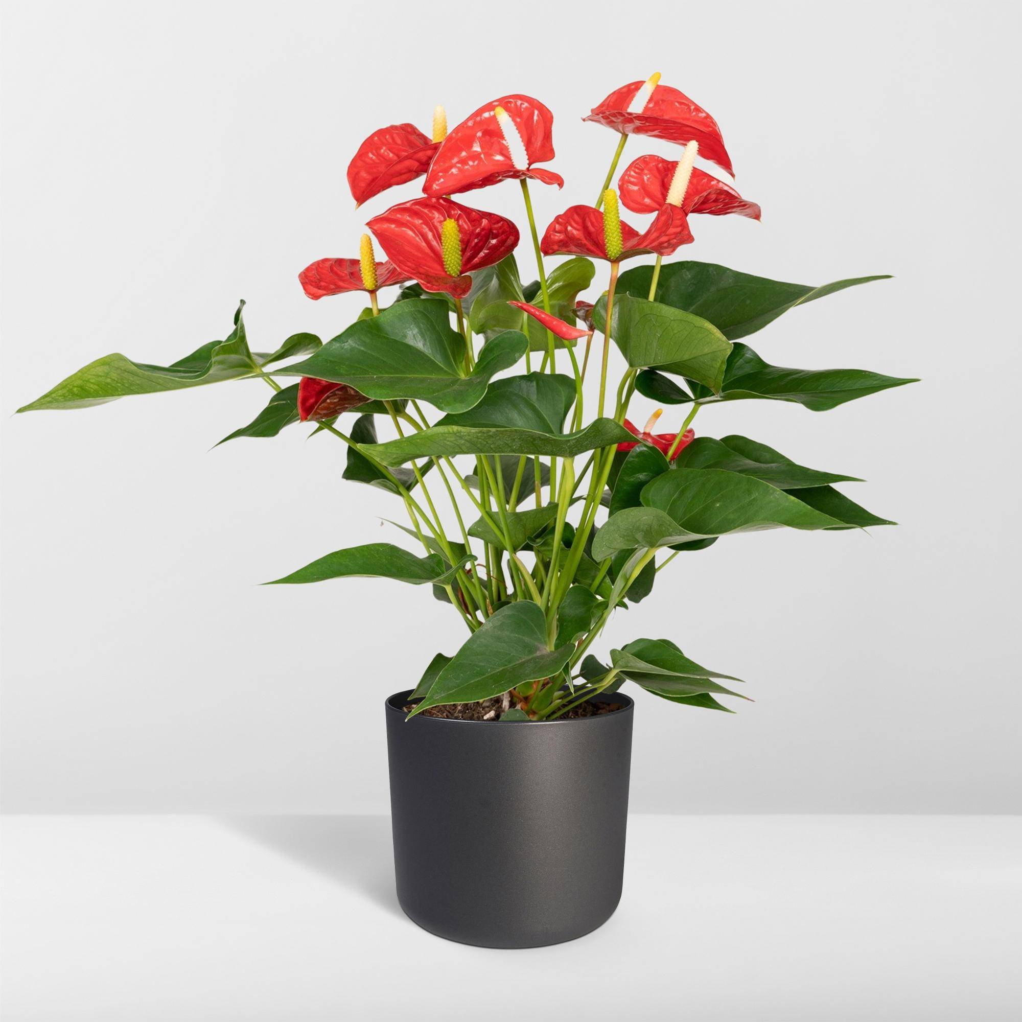 La Green Touch - Anthurium Rouge  h55cm 55cm - Plante d'intérieur- La Green Touch - Image 8