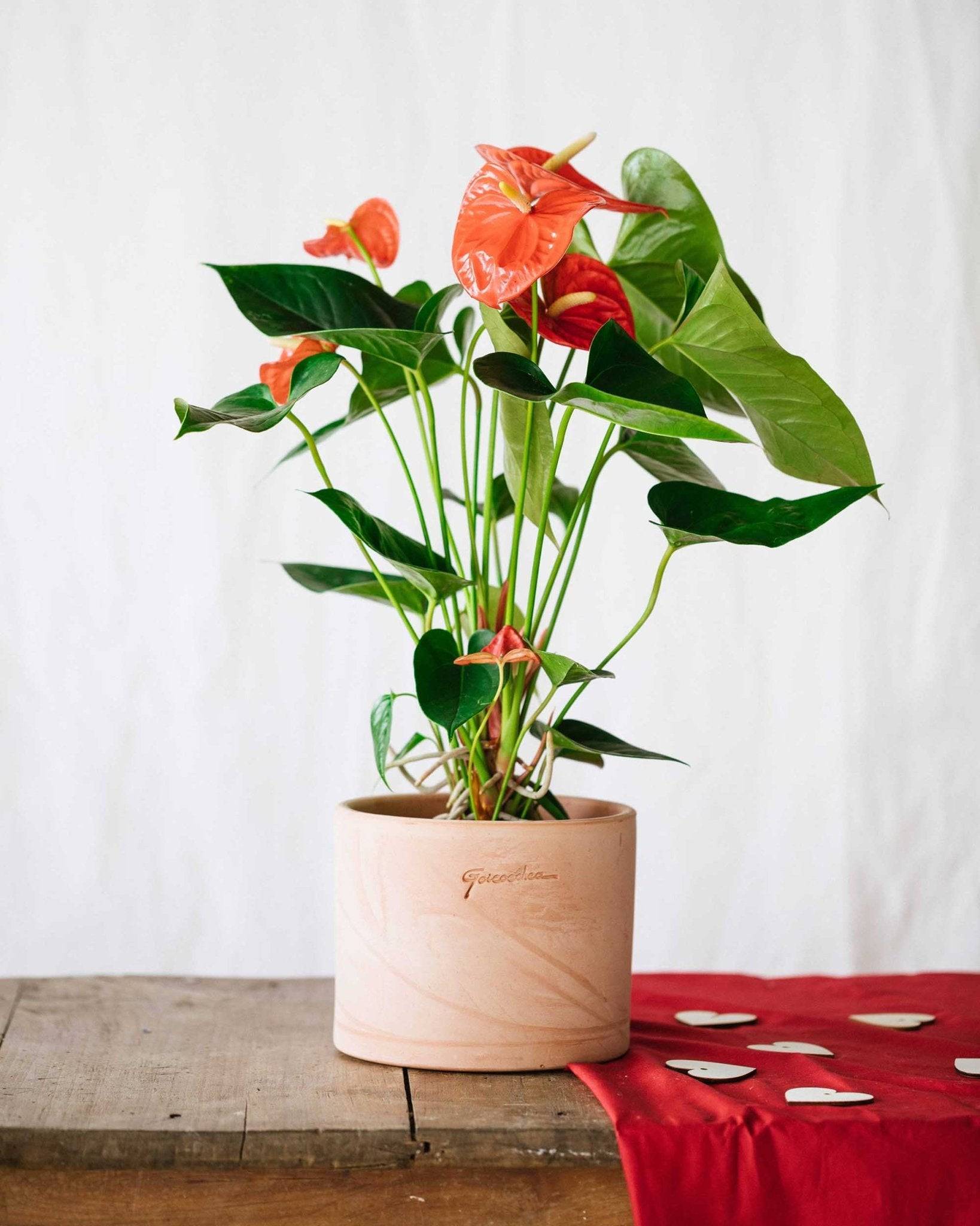 Anthurium Rouge  h55cm 55cm - Plante d'intérieur- La Green Touch - Image 2