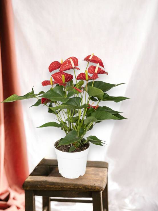 Anthurium Rouge h55cm 55cm - Plante d'intérieur- La Green Touch - Image 5
